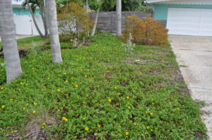 Native groundcovers are a low-maintenance alternative to turf that reduces nutrient pollution in our lagoon. 