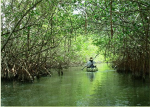 Paddle the Banana River along the Thousand Islands area of Cocoa Beach for two hours with your knowledgable guide, Jeremy Edgar. Boat rental is included and reservations will be required. 