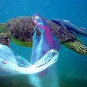 Sea turtle with plastic bag attached to him