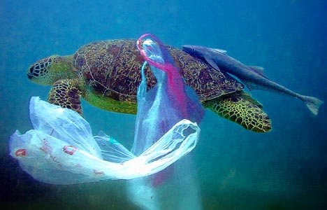 turtle-and-plastic-bags-underwater.jpg