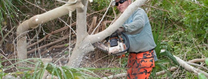 Man with chain saw removes Brazilian Pepper