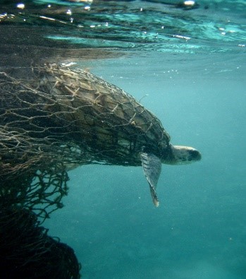 Litter Quitter Sea Turtle – Keep Brevard Beautiful – Florida