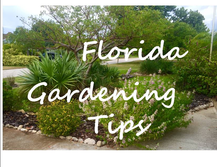 Florida S Best Edible Natives Keep, Dwarf Bushes For Landscaping In Florida